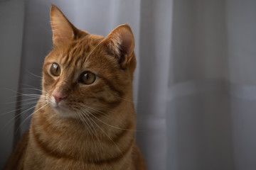 Orange cat with cute face and yellow eyes