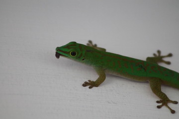 Gecko des Seychelles