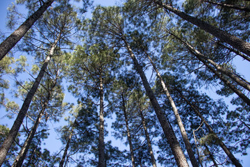 Obraz premium Tall pine trees vertical views