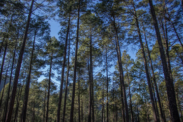 Tall pine trees vertical views