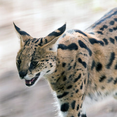Wild Animal Serval Cat in African Jungle