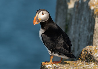 Puffin