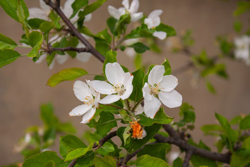  Spring blooming apple tree tree in the garden. white flowers