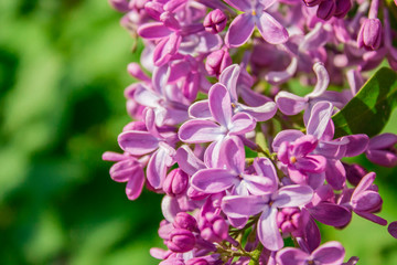  lilac flowers close up. blooming lilac branch on green leaves on a clear sunny day