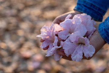 Pink trumpet blossom on young woman's hand