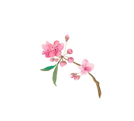 One branch watercolor sakura with flowers ,leaves and buds.Botany illustrations on the white  isolated background hand drawn. Design for stickers, wrapping paper, wallpaper, packaging and postcards.