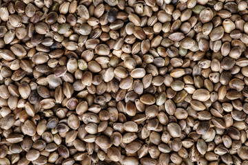  Many Cannabis seeds. Macro detail of marijuana seed. Organic Hemp seed. Hemp seeds background in macro.Medicinal cannabis with extract oil in a bottle