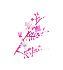One branch watercolor sakura with flowers ,leaves and buds.Botany illustrations on the white  isolated background hand drawn. Design for stickers, wrapping paper, wallpaper, packaging and postcards.