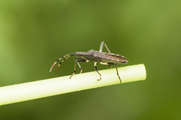 Dicranocephalus cf albipes stylized bed bug that usually lives in damp places with green grass