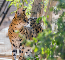 Wild Animal Serval Cat in African Jungle