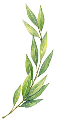 Watercolor green laurel branch. Watercolor floral element