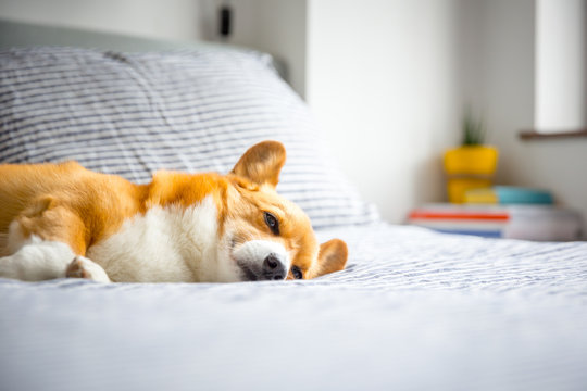 A Corgi Relaxing And Sleeping On A Bed.