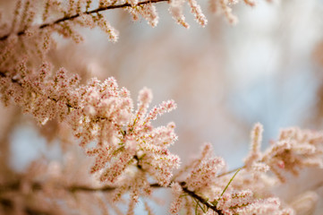 Spring flowering tamarisk bushes on a blurred background with bokeh. Pink flowers on a branch.