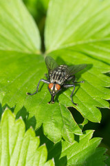 Closeup of a fly (prob. common flesh fly / Sarcophaga carnaria) on a strawberry leaf