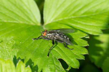 Closeup of a fly (prob. common flesh fly / Sarcophaga carnaria) on a strawberry leaf