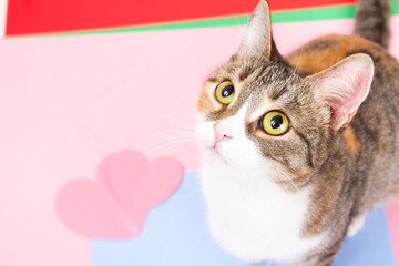 A tricolor cat sits on a pink floor with hearts looking into the frame.
