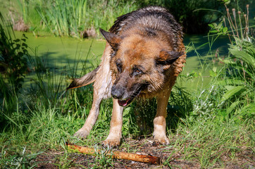 German shepherd wet tired
