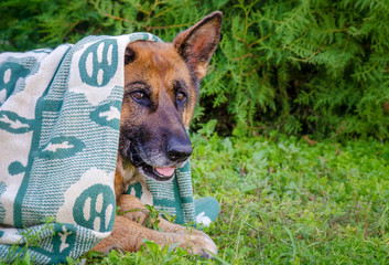 German shepherd looks out a blanket
