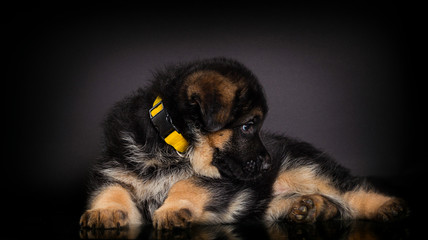 little German shepherd puppy on a dark background
