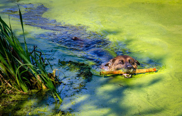 German shepherd duckweed water stick