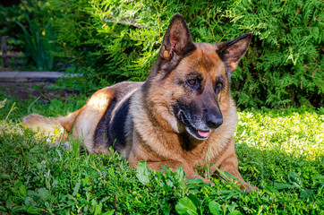German shepherd dog lies on grass