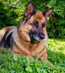 German shepherd grass close up