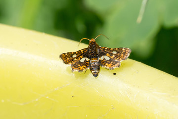 Naklejka premium Closeup of a pygmy (Thyris fenestrella) moth