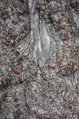  Very interesting texture of tree bark. Space for logo or advertising