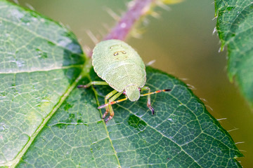 Closeup of a Green Shield Bug (Palomena prasina) nymph