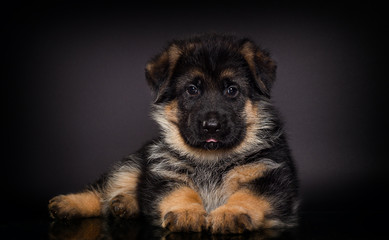 little German shepherd puppy on a dark background