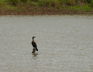 Chumuco descansando en tronco en Laguna - ave acuática negra