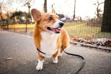A corgi dog out for a walk in the park