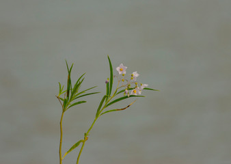 Planta con Flor al costado de la Laguna