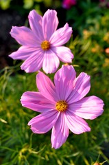 Fototapeta premium Pink Petals Garden Flowers Two