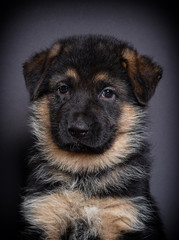 little German shepherd puppy on a dark background