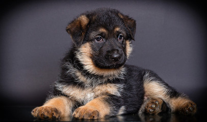 Fototapeta na wymiar little German shepherd puppy on a dark background