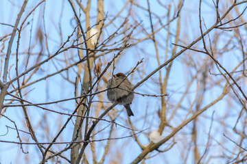Forest birds live near the feeders in winter