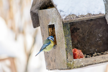 Forest birds live near the feeders in winter