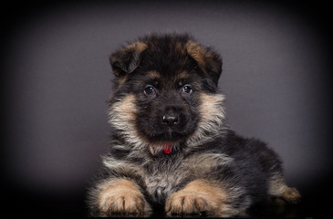 little German shepherd puppy on a dark background