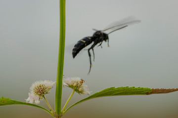 Avispa Negra alejándose de Flor Blanca
