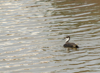 Pájaro blanco y negro nadando en laguna de campo