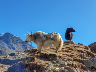 Yaks and beautiful mountain landscape. Everest base camp trek: from Dzongla to Lobuche, Solokhumbu, Nepal.