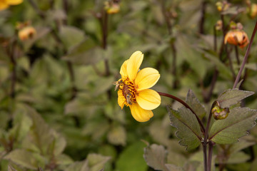 Dahlias in Stuttgart on the Killesberg