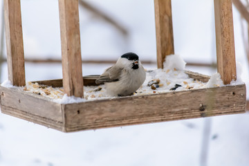 Obraz na płótnie Canvas Forest birds live near the feeders in winter