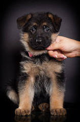 Fototapeta na wymiar little German shepherd puppy on a dark background