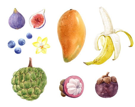 Watercolor fruit collection mango, banana, fig, mangosteen, blueberry, vanilla flower and sugar apple. Stock illustration.