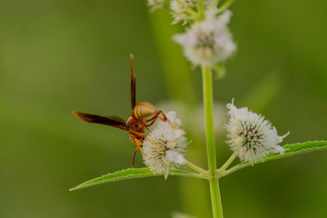 Caran , Avispa colorada Posada en Flor Blanca