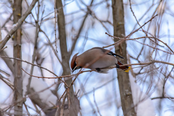 Forest birds live near the feeders in winter