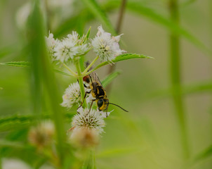 Avispa posada en Flor Blanca