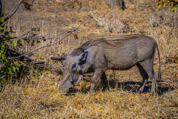 Kruger National Park, South Africa- JULY 2019: Male of Common warthog (Potamachoerus aethiopicus)...